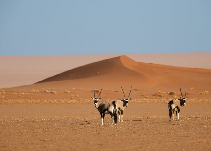Лодж Kwessi Dunes на территории частного заповедника Намиб-Ранд, Намибия