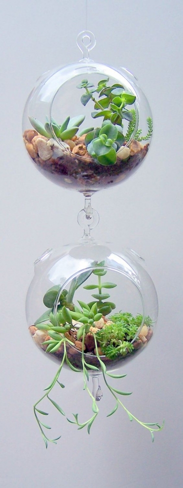 Маленьким квартиркам - матенькие растения. Композиции из суккулентов, флорариумы, террариумы