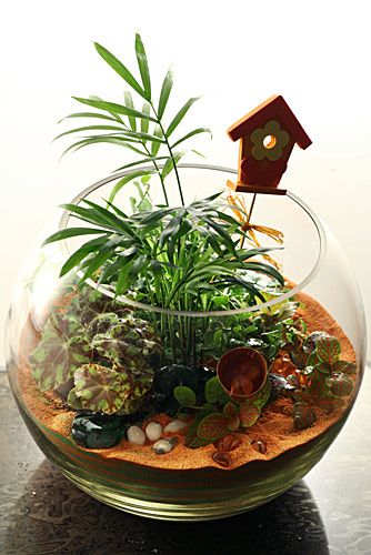 Маленьким квартиркам - матенькие растения. Композиции из суккулентов, флорариумы, террариумы
