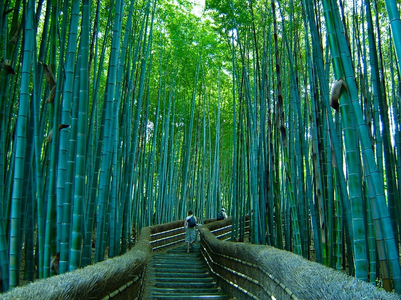 Бамбуковый лес Сагано. Умиротворяющий перезвон Киото