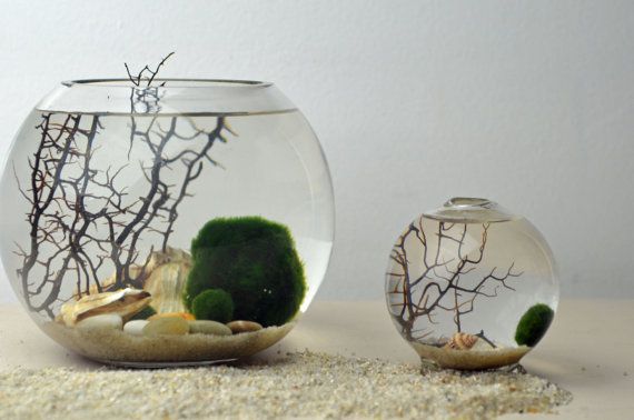 Marimo - Japanese Moss Ball Aquarium