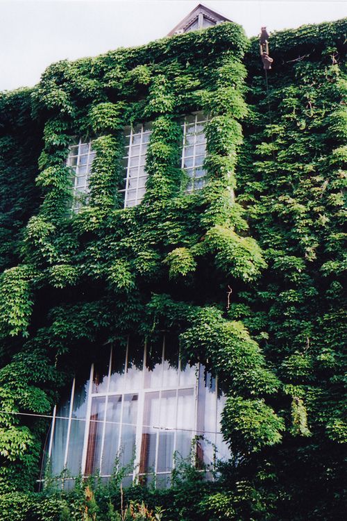 Озеленение фасадов