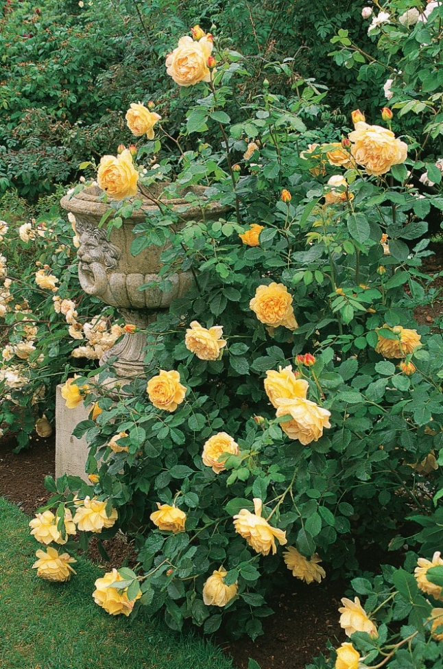 Старые английские розы от David Austin