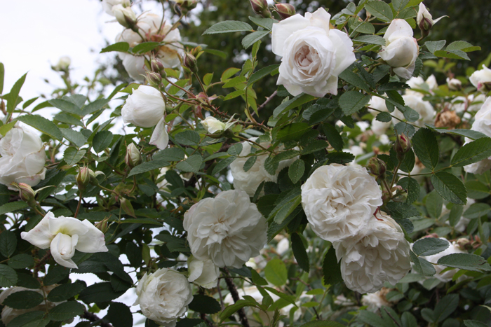 Старые английские розы от David Austin