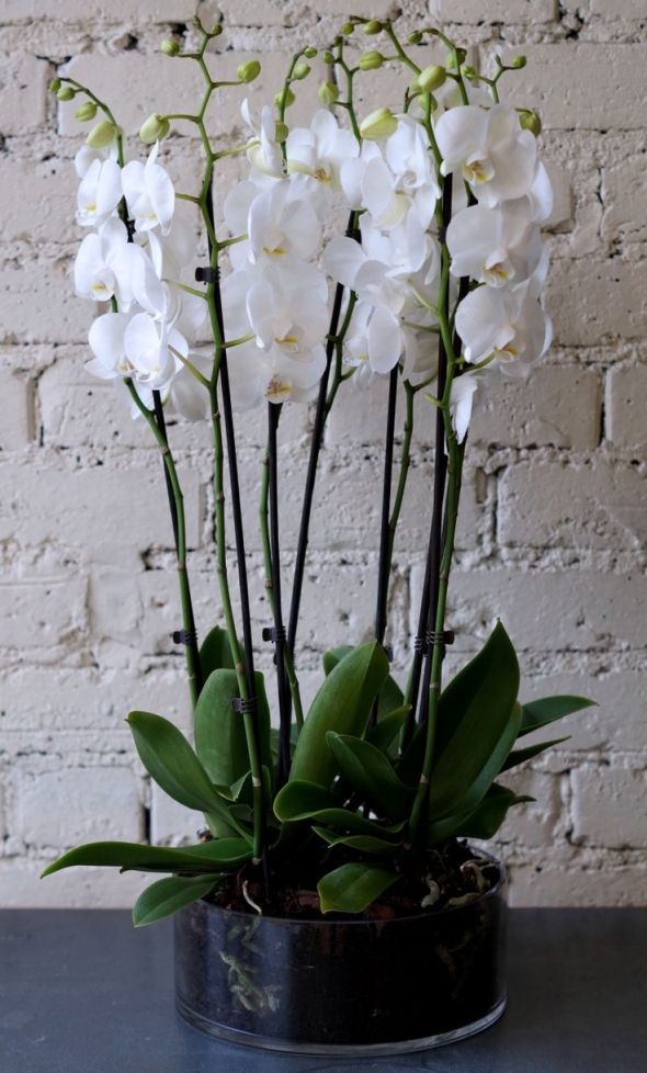 Орхидеи в интерьере