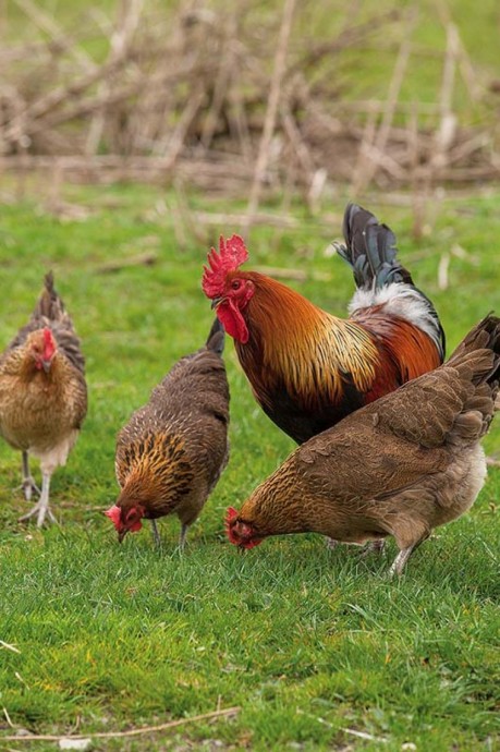 Усадьба на острове Карсибур, Польша