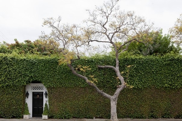 Дом обросший плющом в Лос-Анджелесе