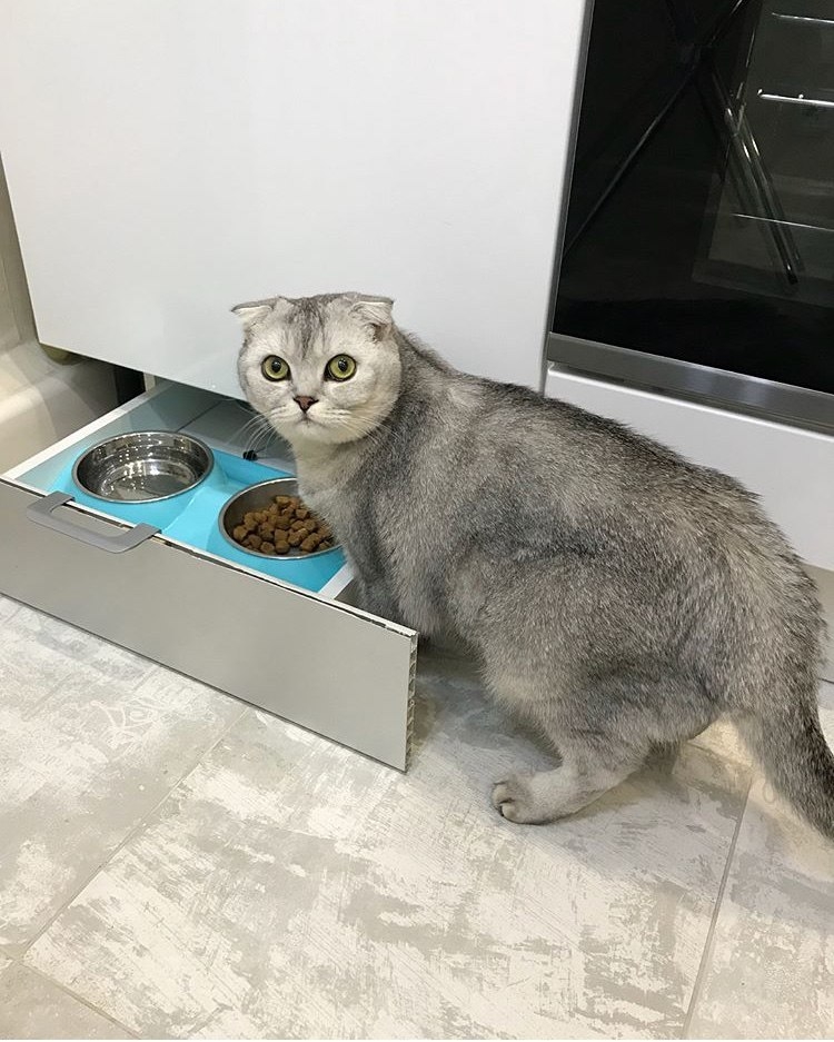Кухня для молодой девушки с котом.